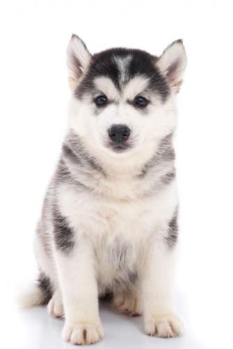Cute Siberian Husky Puppy Sitting On White Background Isolated
