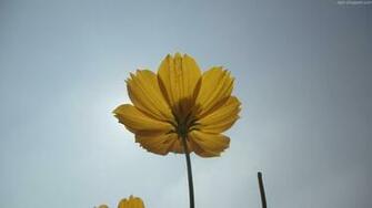 Srilanka Nature Wallpaper Various Flowers And Set