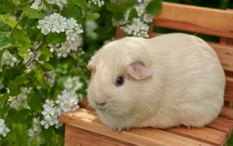 Index Of Scraper Data Alphacoders Guinea Pig Wallpaper