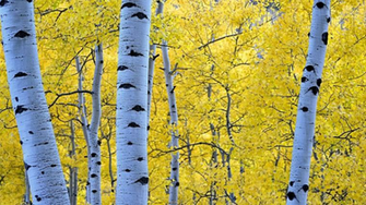 Aspen Tree Wallpaper HD Net