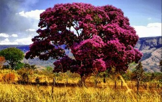 Pink Tree Wallpaper