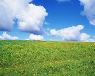 Fields Of Wildflowers Spring Wallpaper