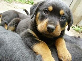 Rottweiler Puppy Wallpaper