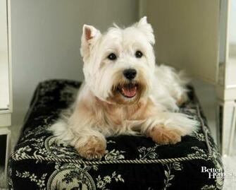 Pics Photos Westie Dog Desktop Wallpaper