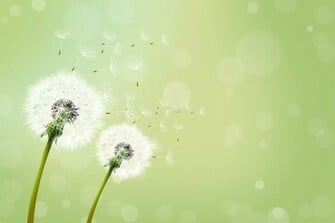 Blowing Dandelion Wallpaper Dreamy Seeds