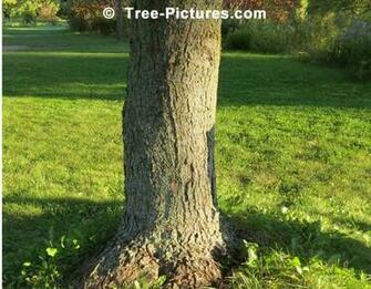 Of Silver Maple Tree Pictures Has Many