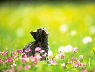 Cute Cat Spring Wallpaper