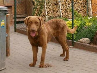 Chesapeake Bay Retriever Breed Pictures And Photos HD Walls Find