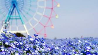 Summer Flowers Wallpaper