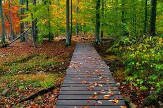 Fall Nature Background HD Wallpaper Maps