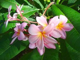Pink Plumeria Flowers Wallpaper