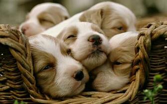 Labrador Puppies Wallpaper