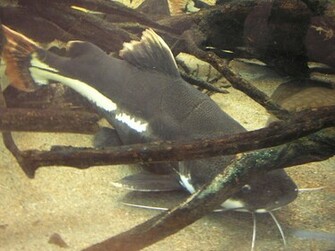 Catfish Pictures Wallpaper Of