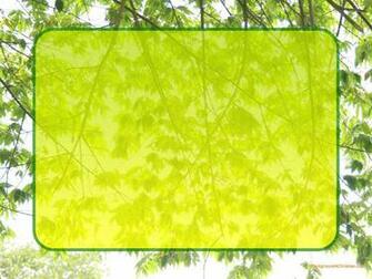 White Border Wallpaper Safari Brid