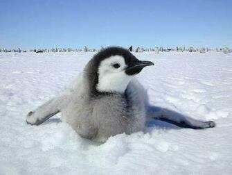 Emperor Penguin Wallpaper World