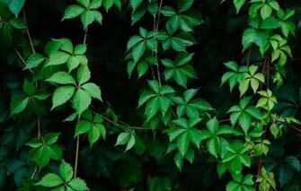 Wallpaper Leaves Bush Black Background Image For Desktop