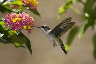 Pure High Definition HD You Can Cool Desktop Image For