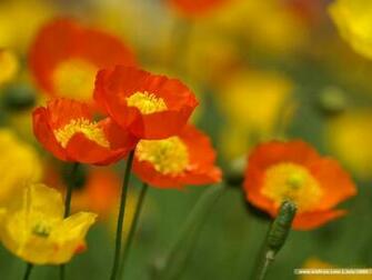 Poppy Flowers Field Garden Wallpaper