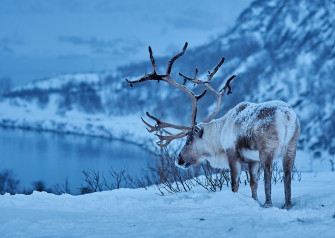 Depth Of Field Snow Winter Animal Reindeer HD Wallpaper