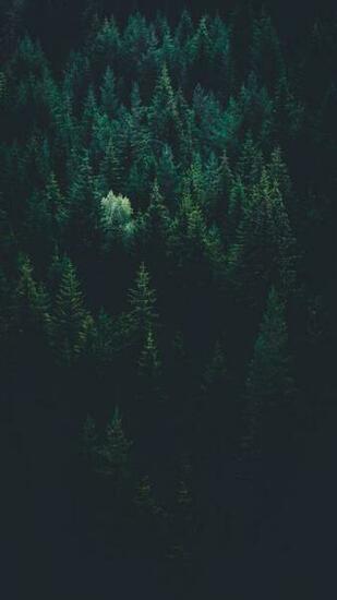 Stunning Forest Pictures Hq Image