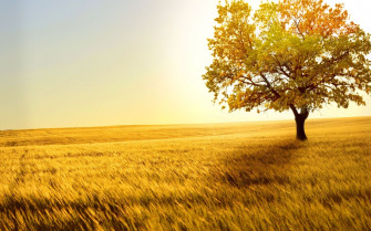 Trees Wallpaper