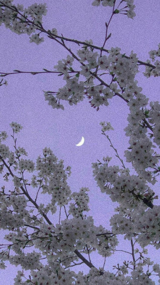 Sakura Wallpaper Scenery Purple