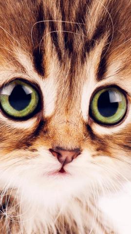 Wallpaper Kitten Cute Funny Animals 4k