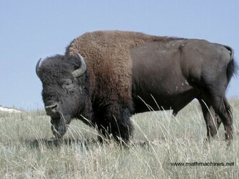 Bison Wallpaper Jpg