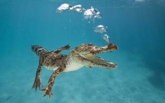 Little Crococile Swimming Under Water HD Wallpaper