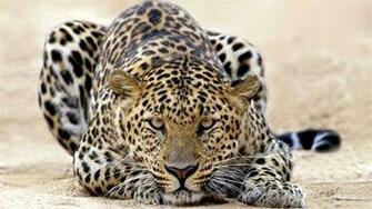 Animal Leopard 1080p Wallpaper Pic Photosjunction