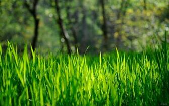 Spring Grass HD Desktop Wallpaper
