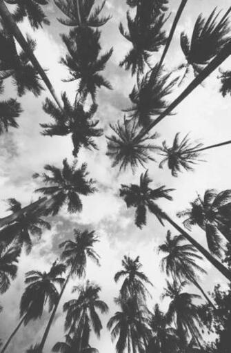 Palm Trees Background