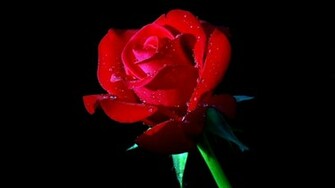 Red Chinese Rose Flower HD Wallpaper Plant
