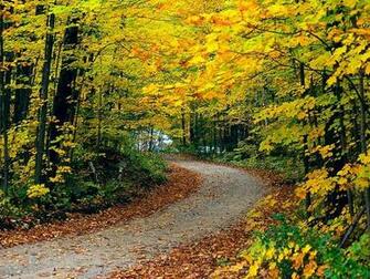 Fall Scenes And Foliages Photo Autumn Road Leaves Covered