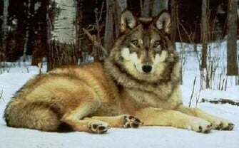 Gray Wolf Wallpaper Weddingdressin
