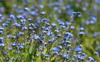 Wallpaper Photo Spring