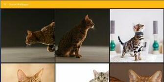 Ocicat Wallpaper For Android Apk