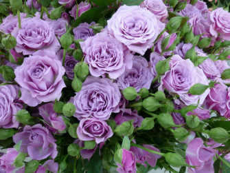 Purple Flower Rose Nature HD Wallpaper