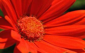 Pin Orange Gerbera Wallpaper