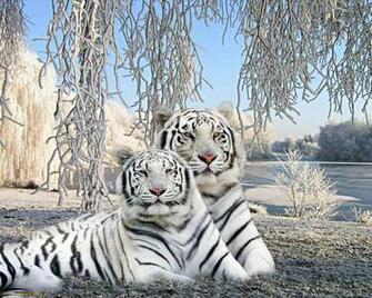 Two Cute Baby Tiger In Wallpaper Trendy White