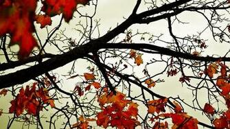 Autumn Leaves Desktop Pc And Mac Wallpaper