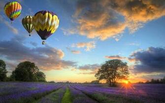 Hot Air Balloon Lavender Wallpaper HD Desktop