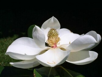 Wallpaper Southern Magnolia Flower