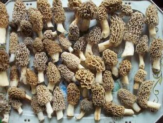 Morel Mushroom Background Frosting Sheet Cake Topper Edible Image
