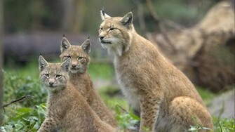 Lynx Wallpaper Animal