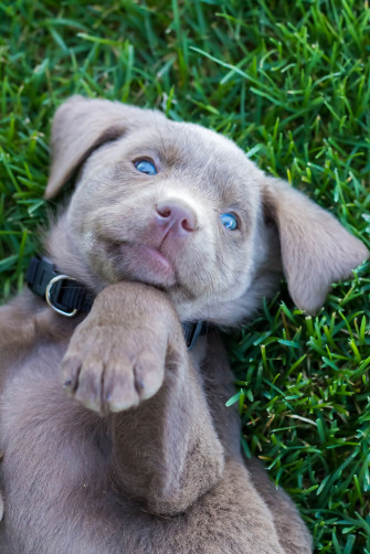 Female Silver Lab Puppy Placed Steps Training