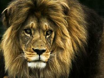 Lion Desktop Wallpaper HD