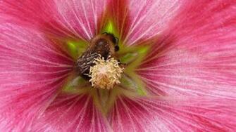 Nature Flowers National Geographic Bees Wallpaper