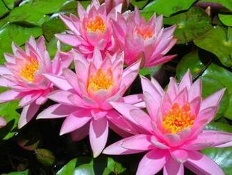 Very Nice Pink Flowers Wallpaper