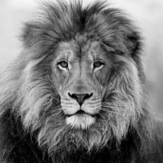 BlackandwhitelionHD Lion Wallpaper Black And White Pictures Photos